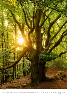 Wall calendars 2026 - Calendar Trees