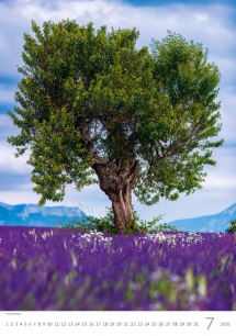 Wall calendars 2026 - Calendar Trees