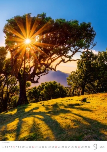 Wall calendars 2026 - Calendar Trees