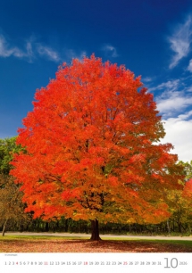 Wall calendars 2026 - Calendar Trees