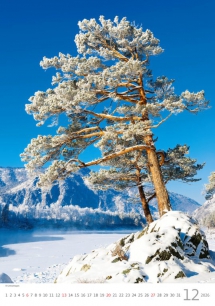 Wall calendars 2026 - Calendar Trees