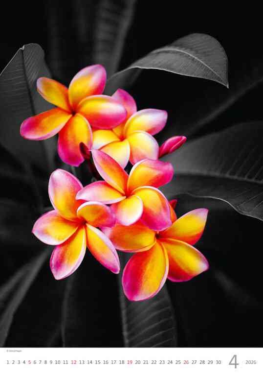 STANDARD - Calendar Colour Art