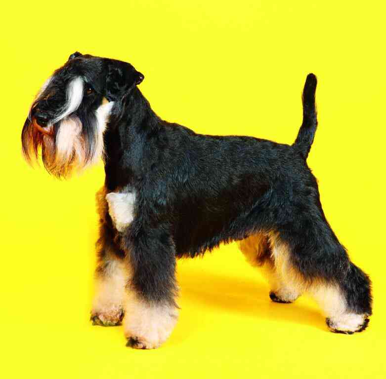 Wall calendars 2026 - Calendar Dogs