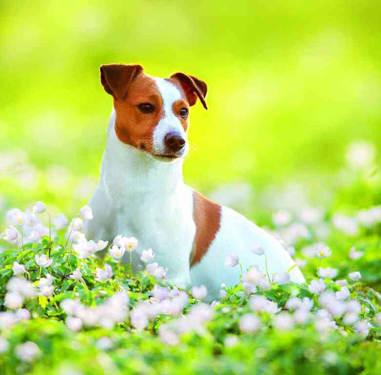 Wall calendars 2026 - Calendar Dogs