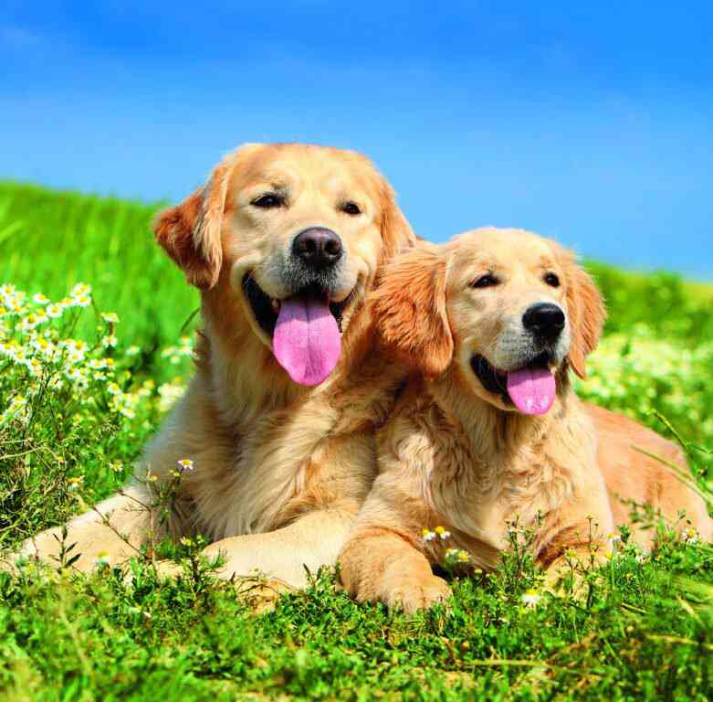 Wall calendars 2026 - Calendar Dogs