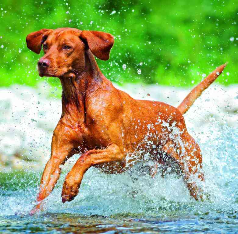 Wall calendars 2026 - Calendar Dogs