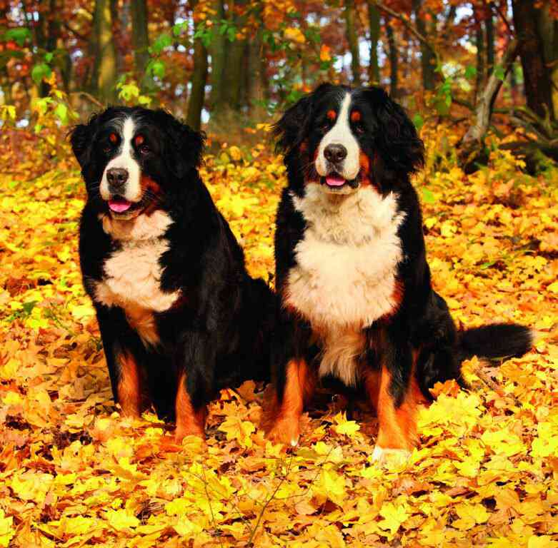 Wall calendars 2026 - Calendar Dogs