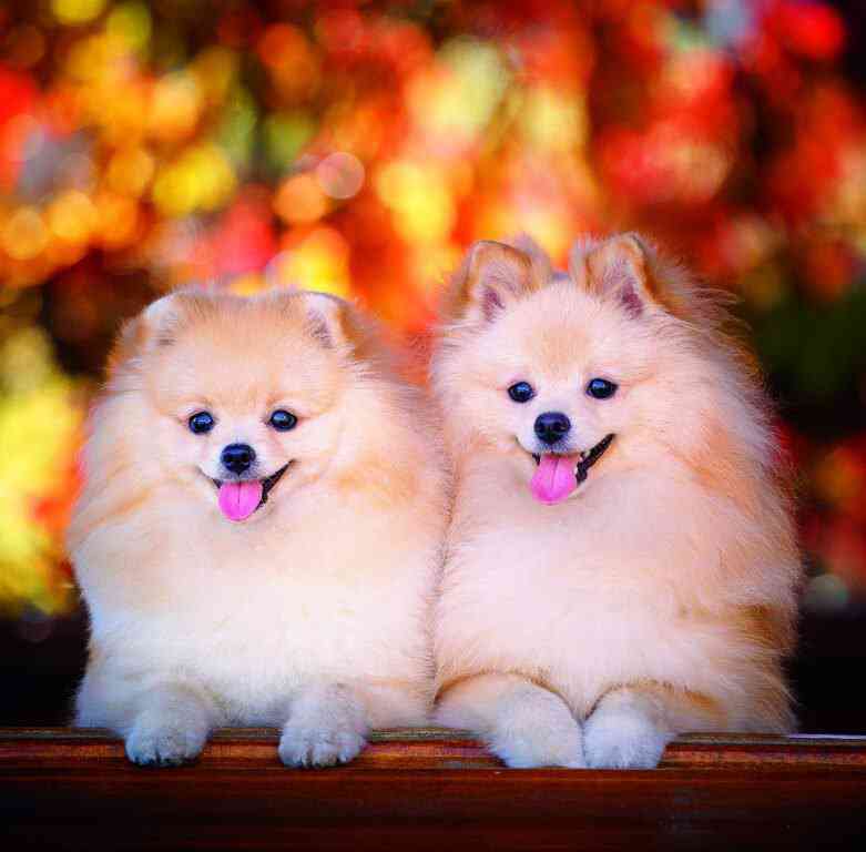 Wall calendars 2026 - Calendar Dogs