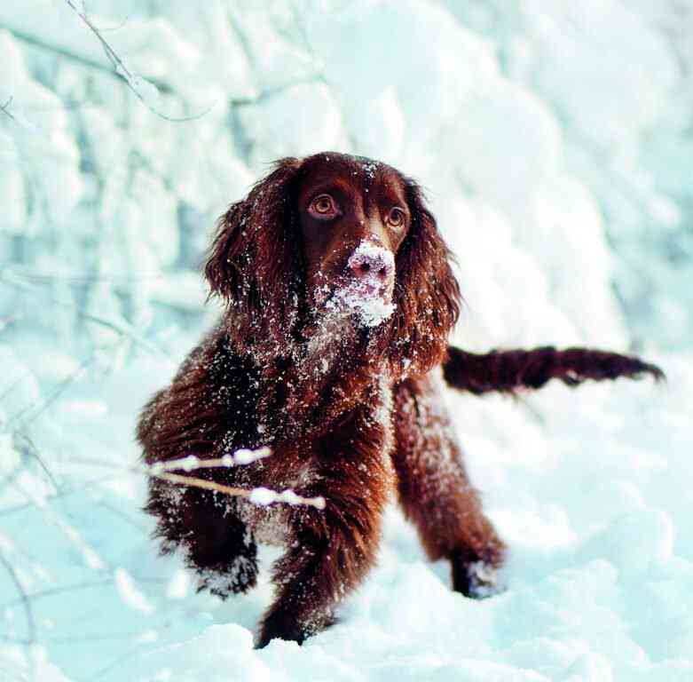 Wall calendars 2026 - Calendar Dogs