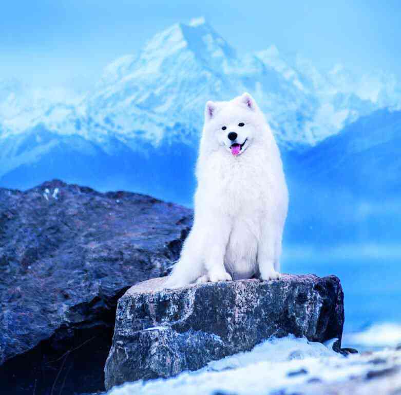 Animals - Calendar Dogs