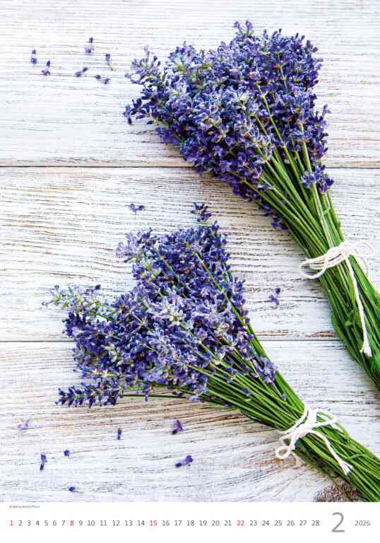 STANDARD - Calendar Provence