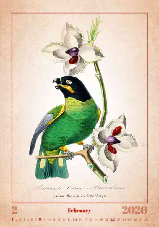 Wall calendars 2026 - Calendar Aviarium