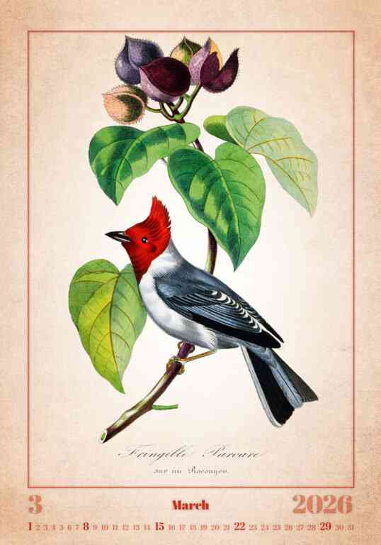 Wall calendars 2026 - Calendar Aviarium