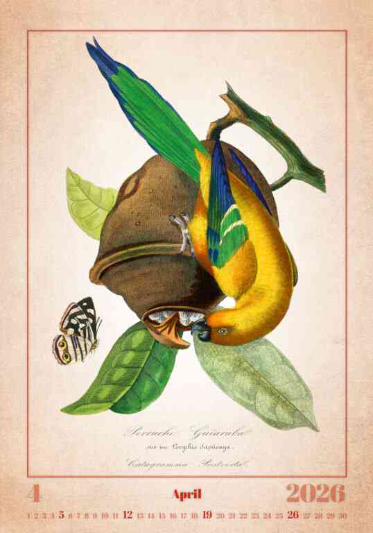 Wall calendars 2026 - Calendar Aviarium