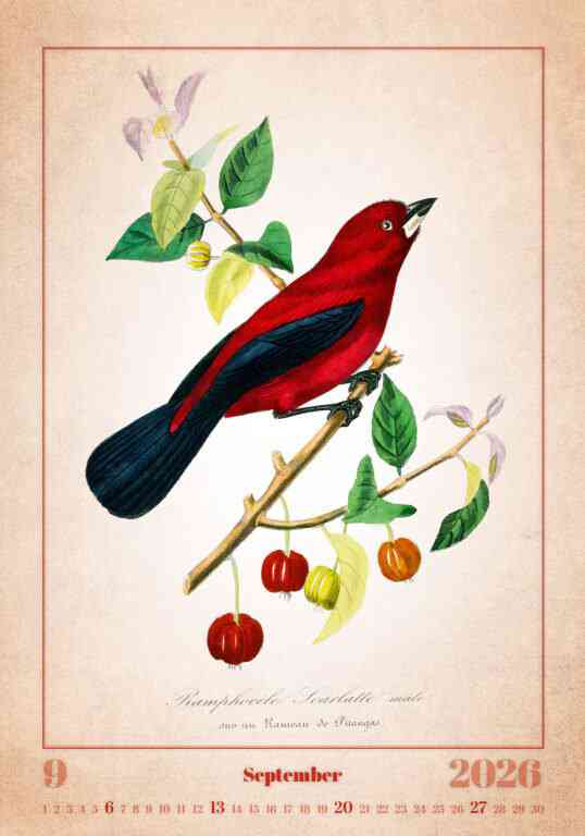 Wall calendars 2026 - Calendar Aviarium