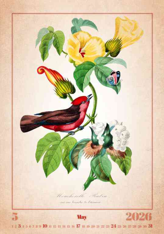 STANDARD - Calendar Aviarium