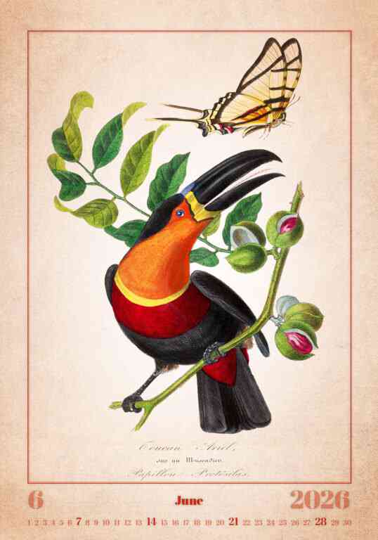 STANDARD - Calendar Aviarium
