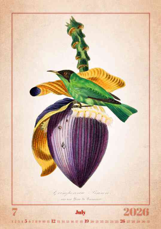 STANDARD - Calendar Aviarium
