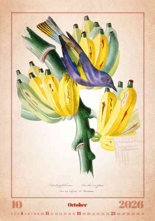 STANDARD - Calendar Aviarium