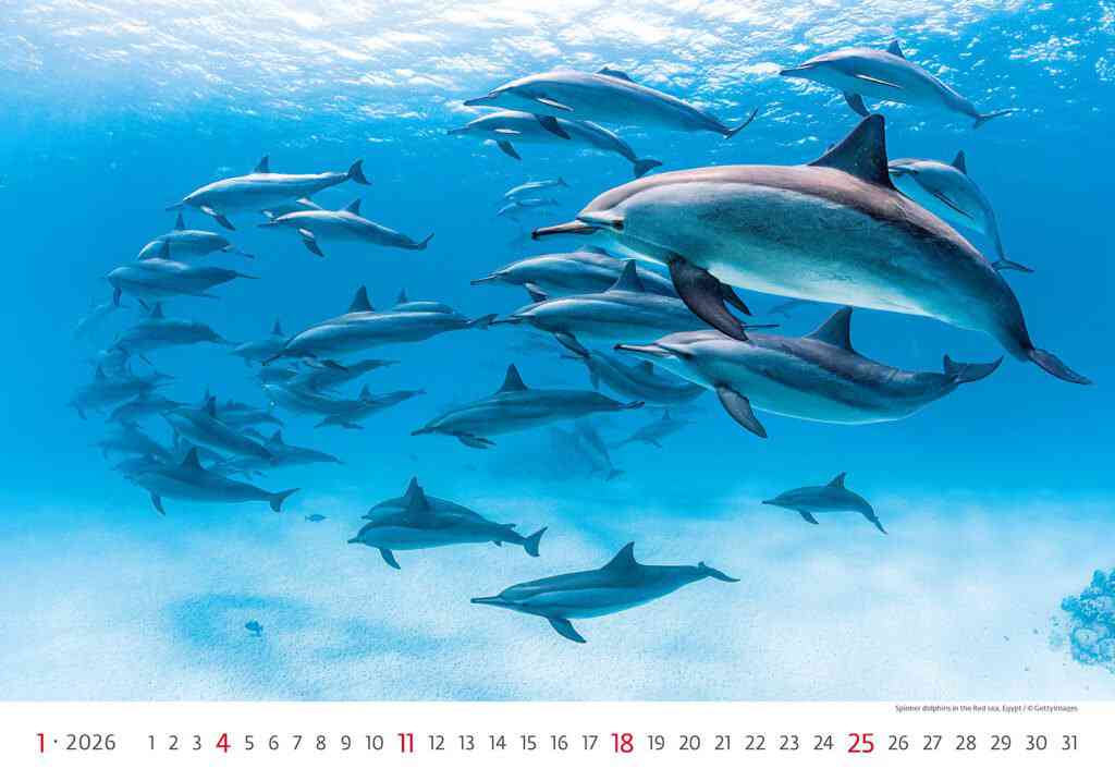 Wall calendars 2026 - Calendar Deep Blue
