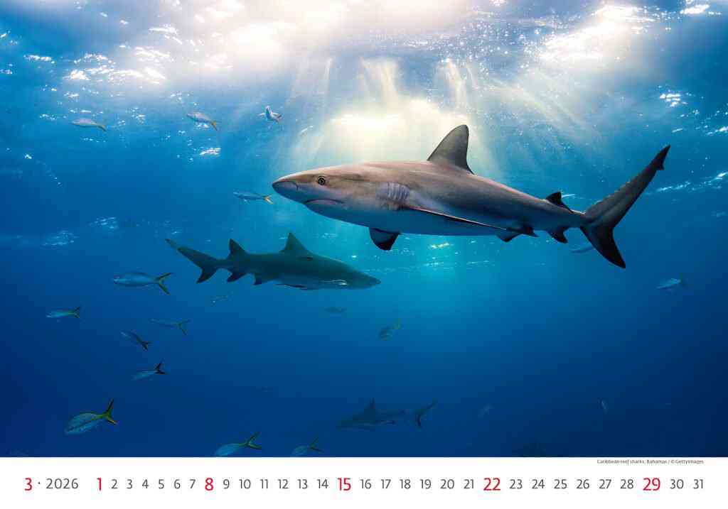 Wall calendars 2026 - Calendar Deep Blue