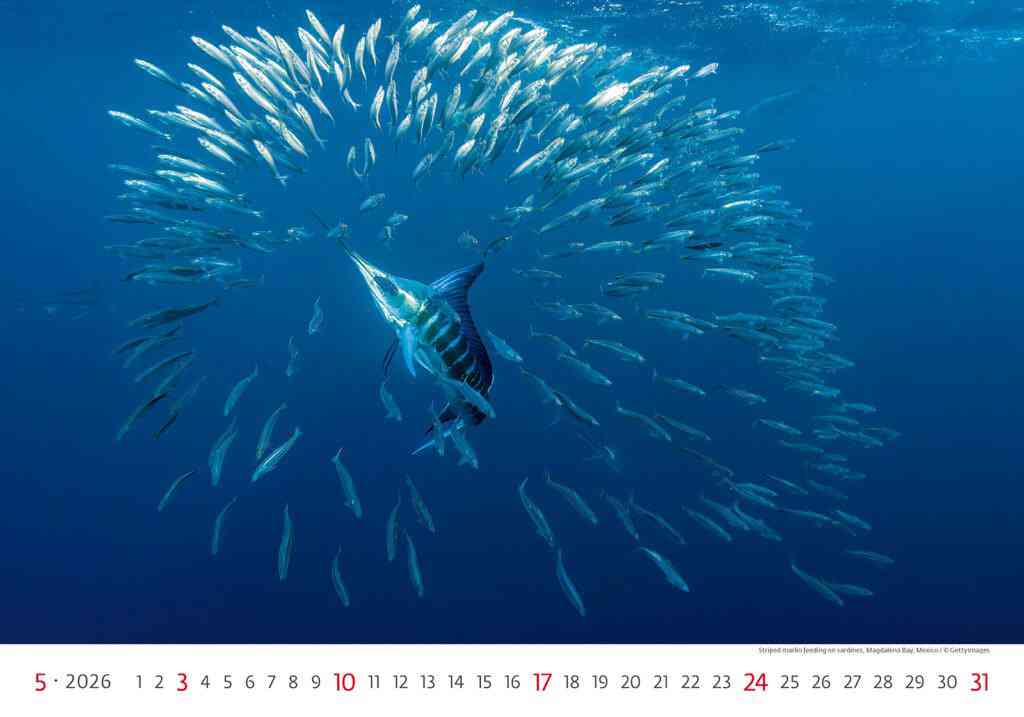 Wall calendars 2026 - Calendar Deep Blue