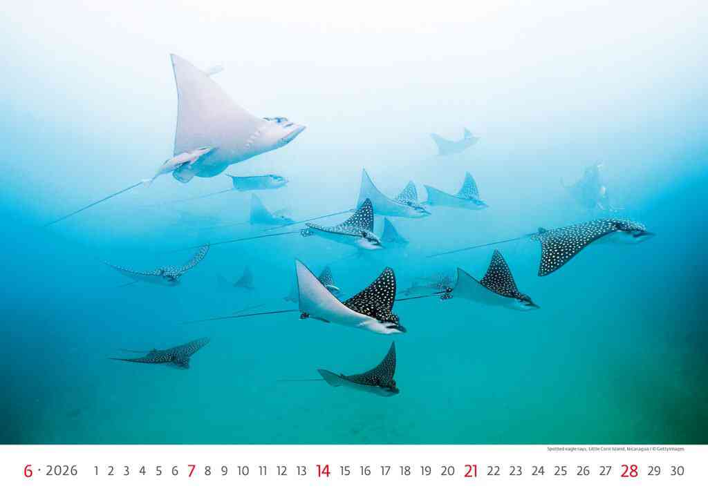 Wall calendars 2026 - Calendar Deep Blue