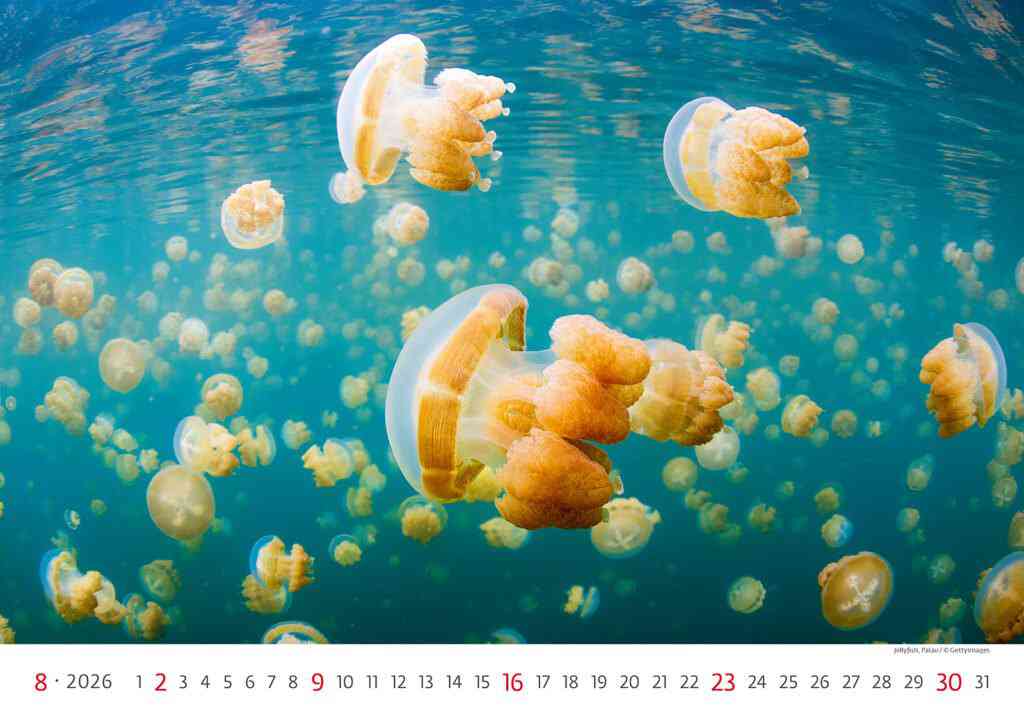 Wall calendars 2026 - Calendar Deep Blue