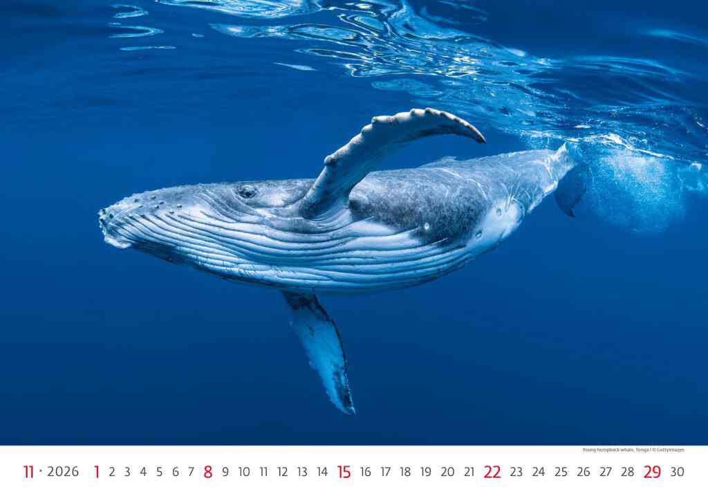 Wall calendars 2026 - Calendar Deep Blue