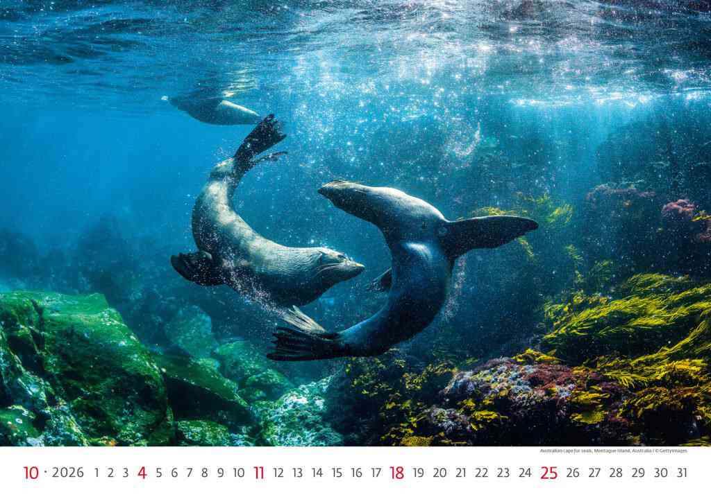 STANDARD - Calendar Deep Blue