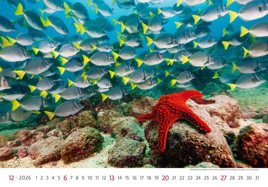 STANDARD - Calendar Deep Blue