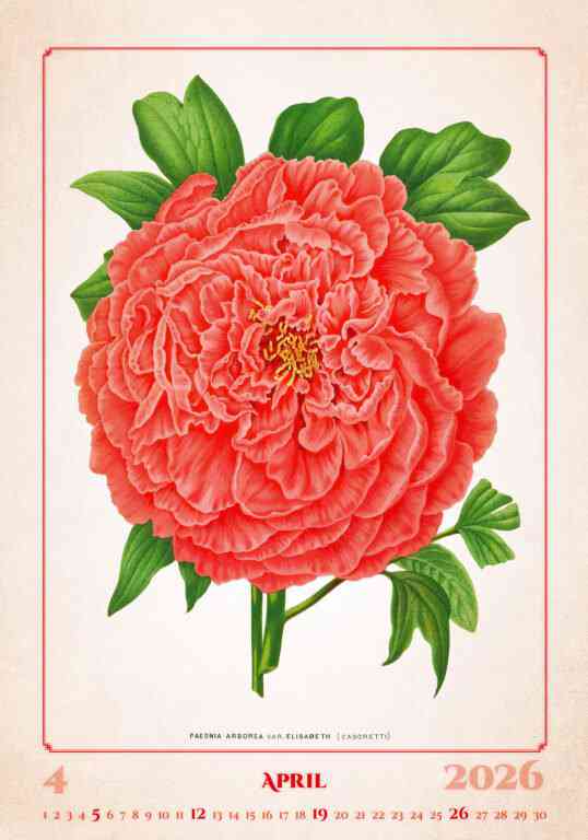 STANDARD - Calendar Herbarium