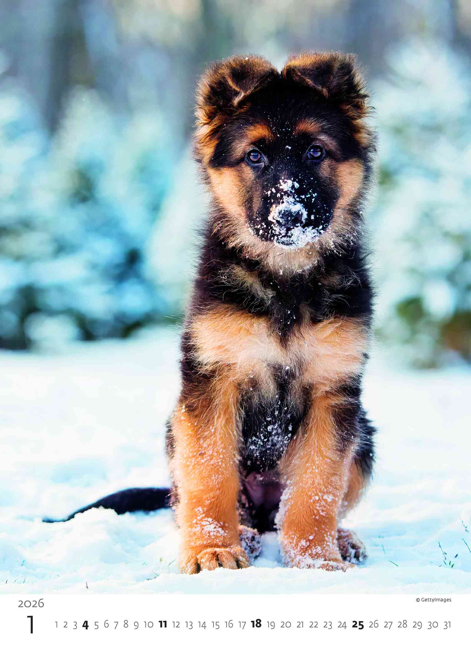 Wall calendars 2026 - Calendar Puppies