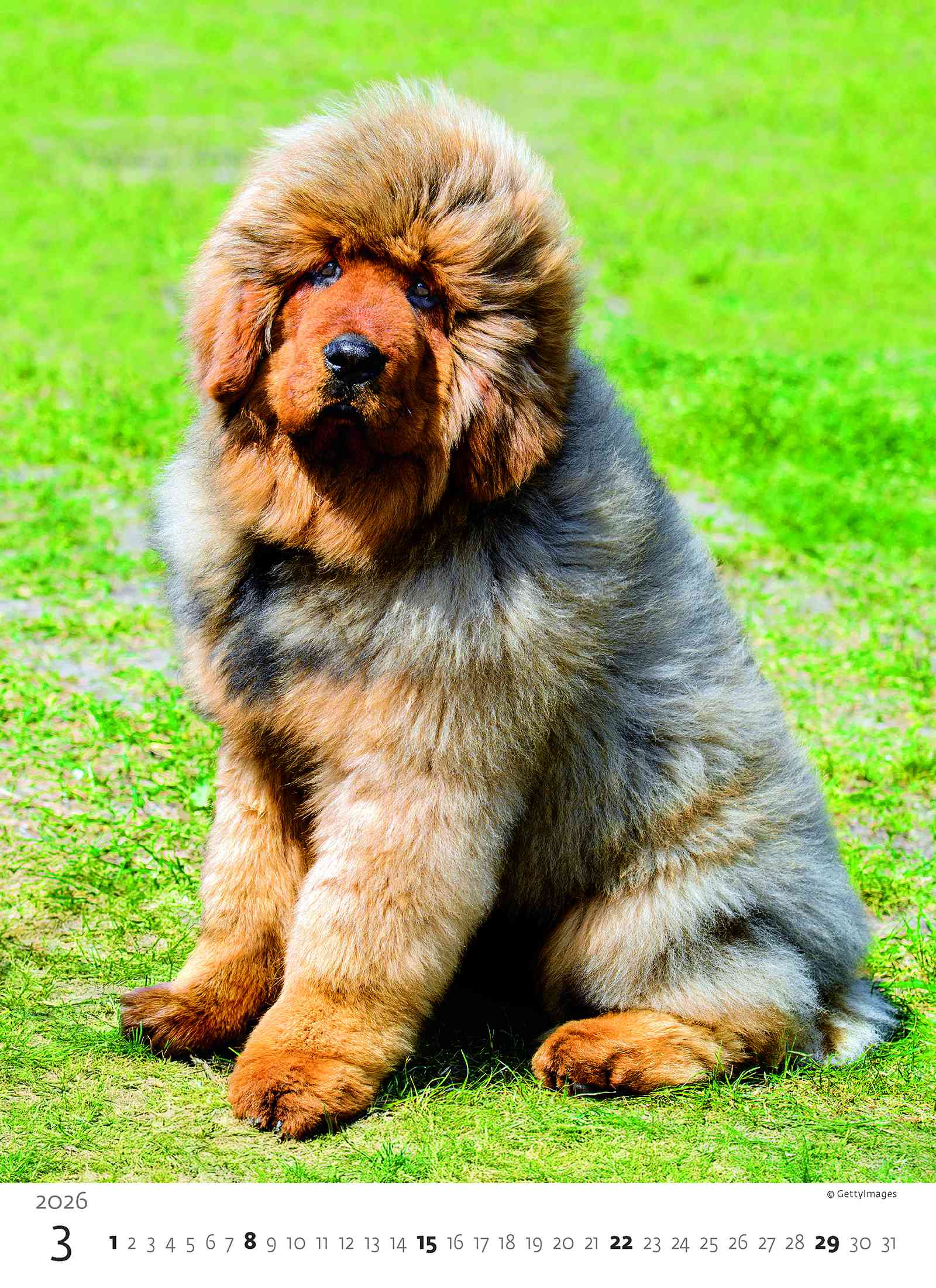 Wall calendars 2026 - Calendar Puppies