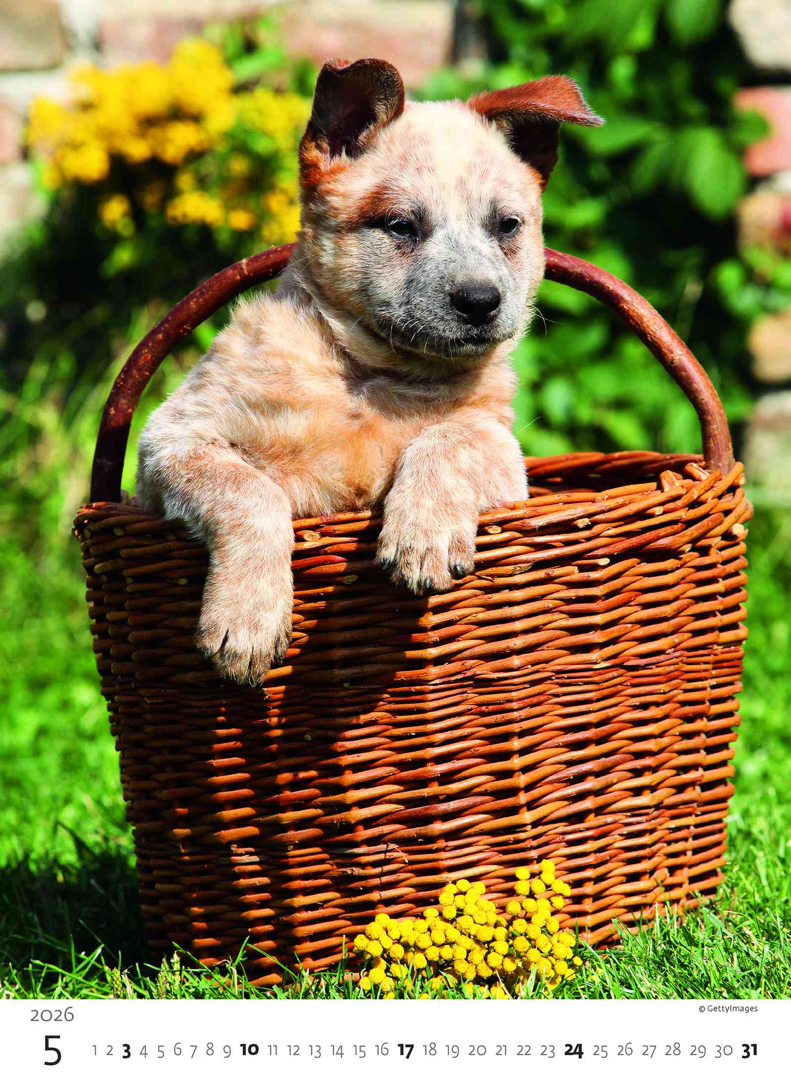 Wall calendars 2026 - Calendar Puppies