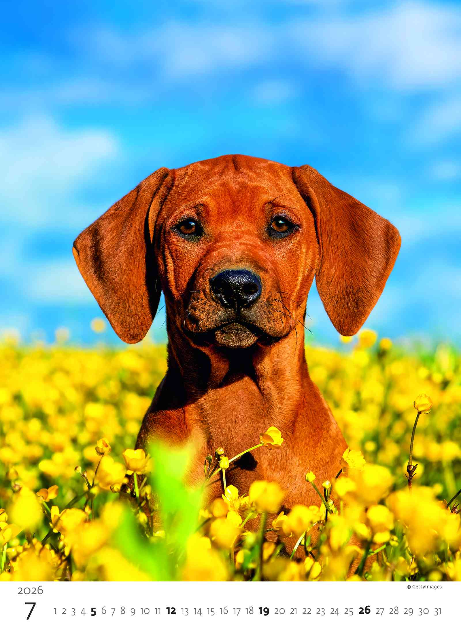 Wall calendars 2026 - Calendar Puppies