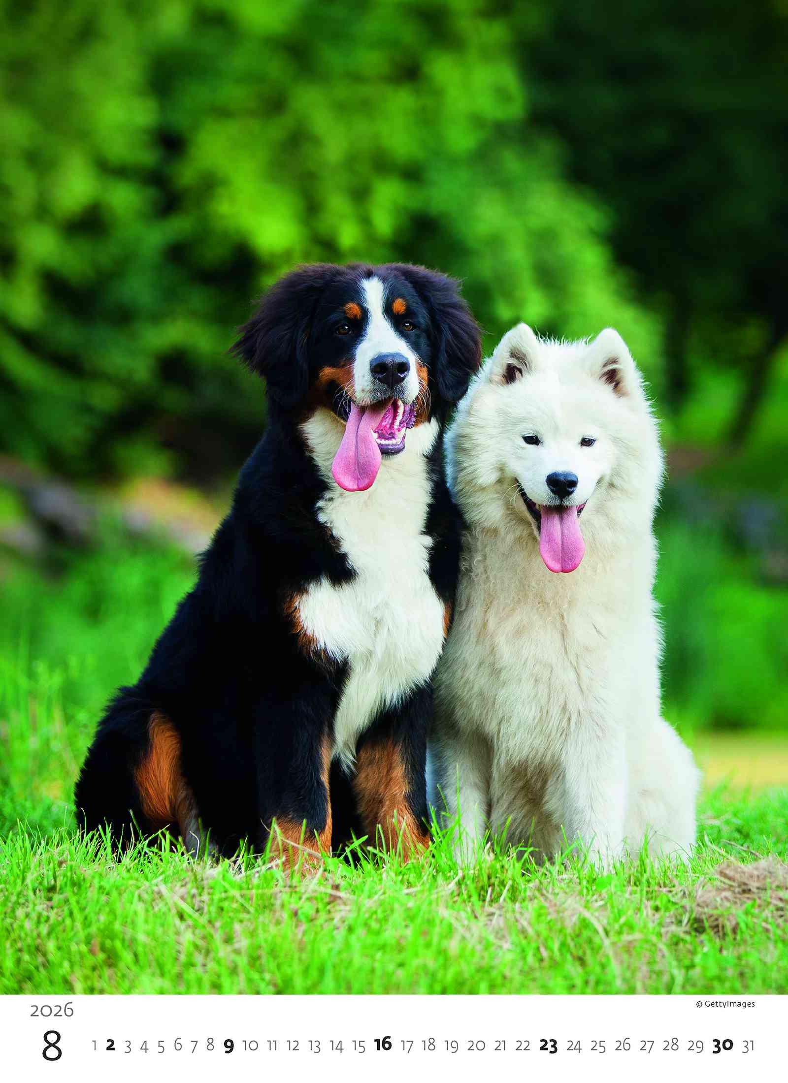 Wall calendars 2026 - Calendar Puppies