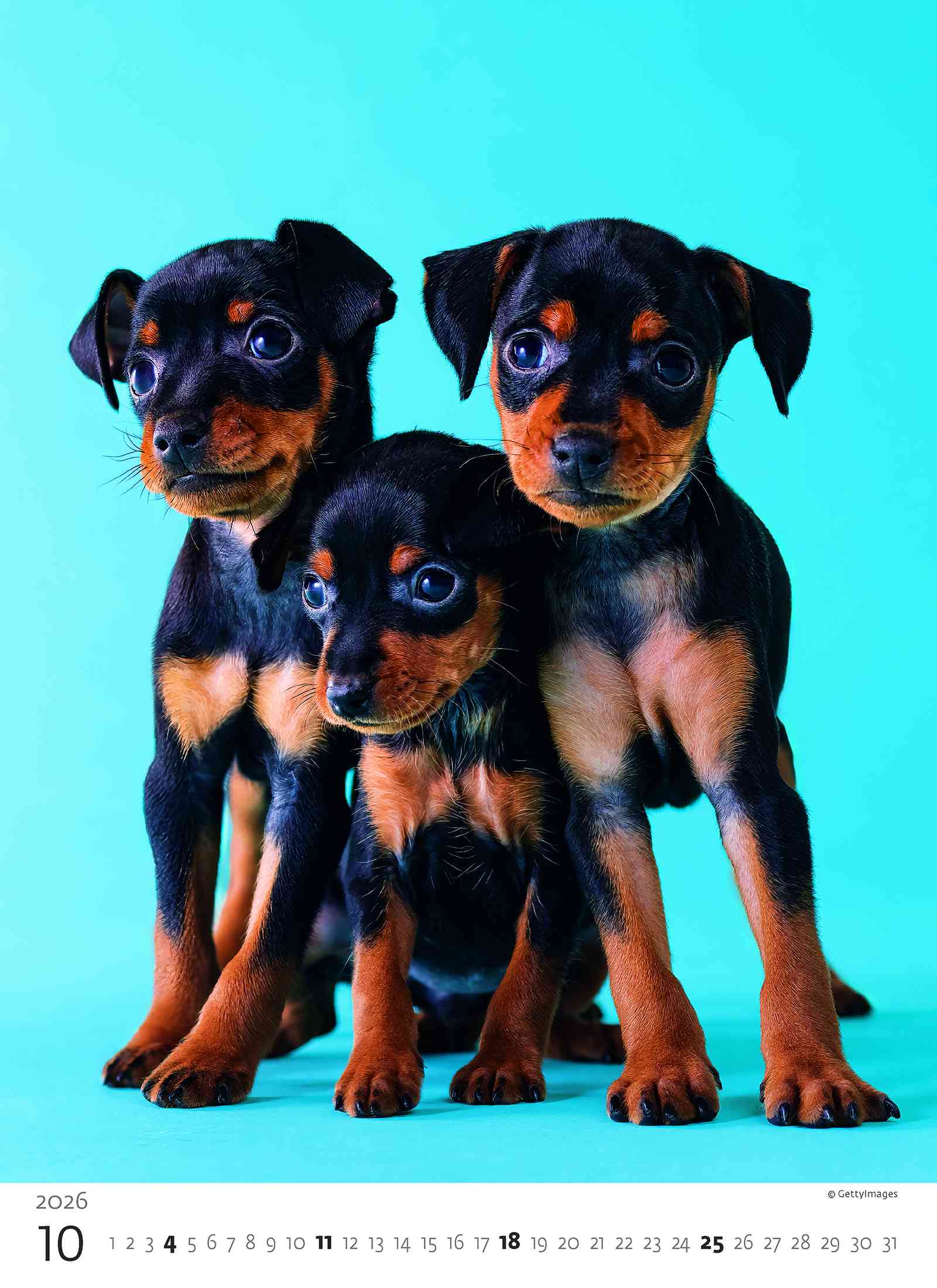 Wall calendars 2026 - Calendar Puppies