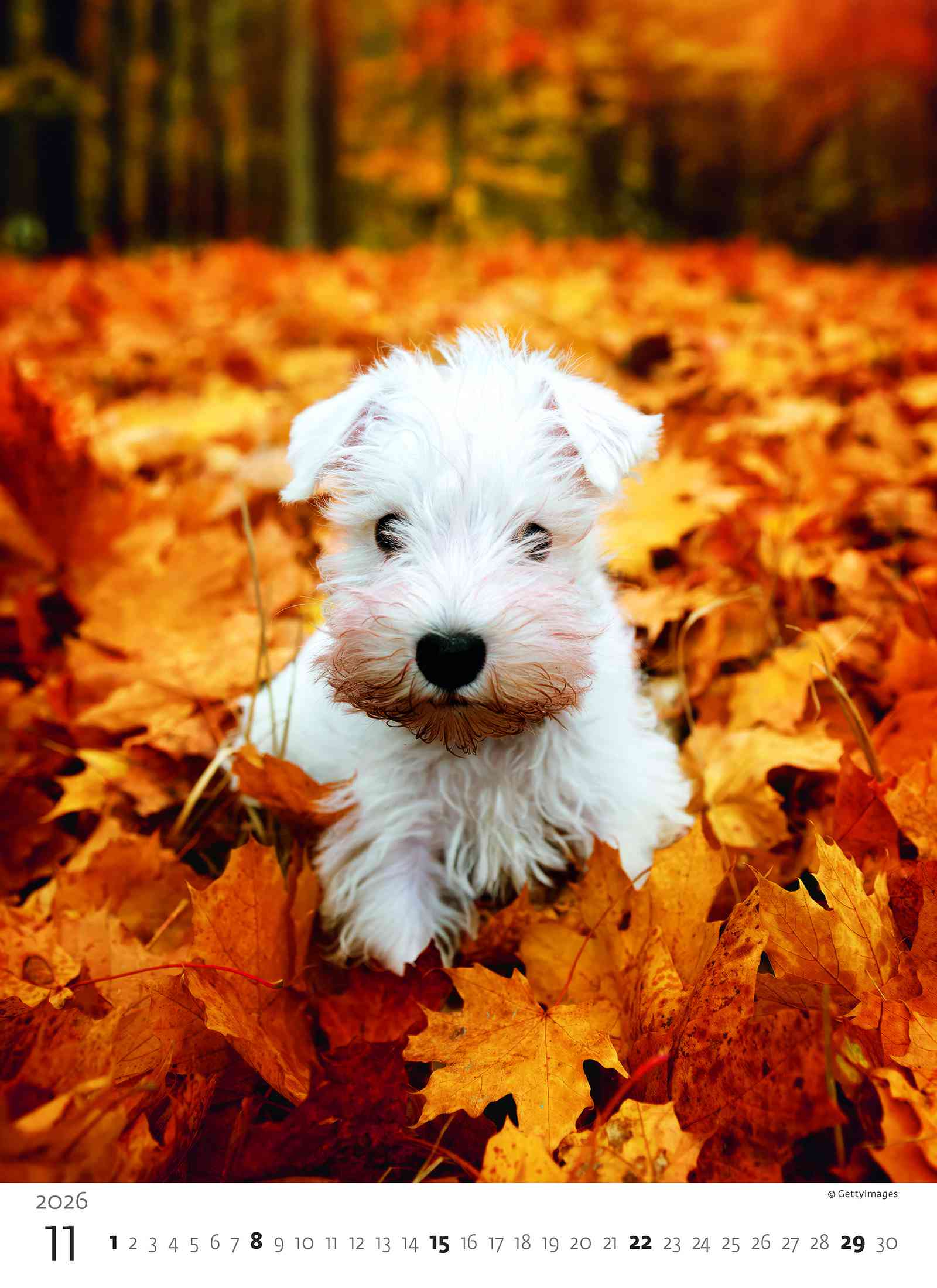 Wall calendars 2026 - Calendar Puppies