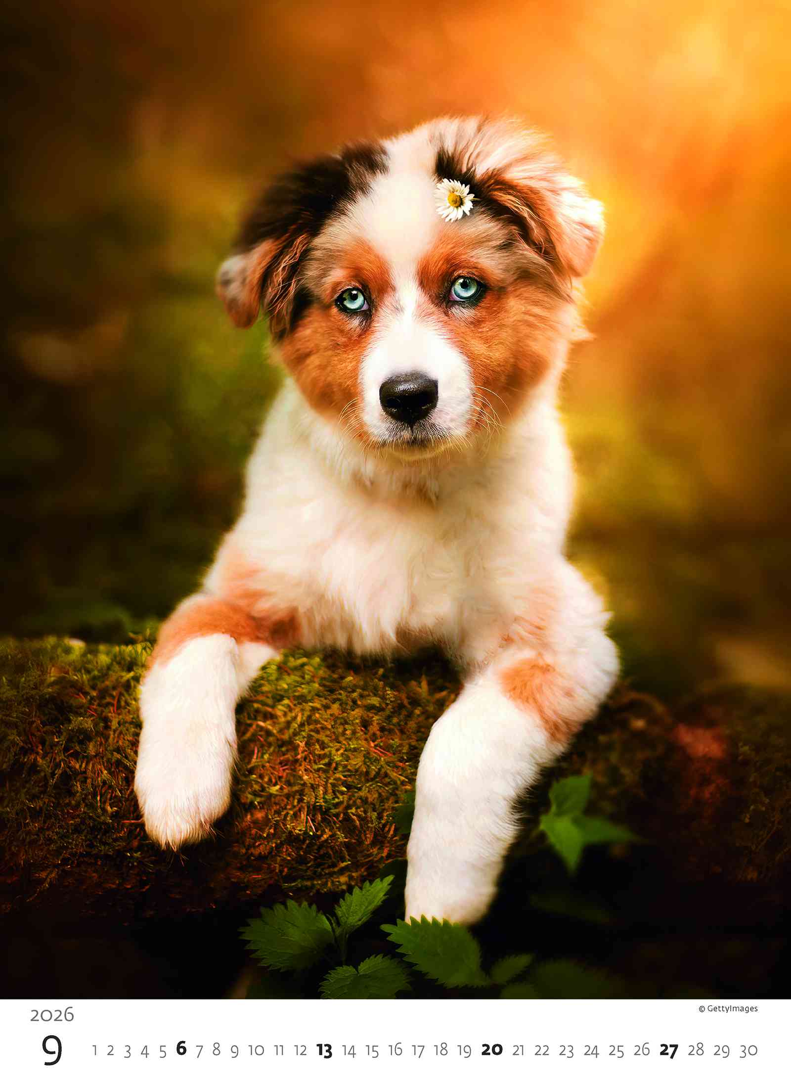 Wall calendars 2026 - Calendar Puppies