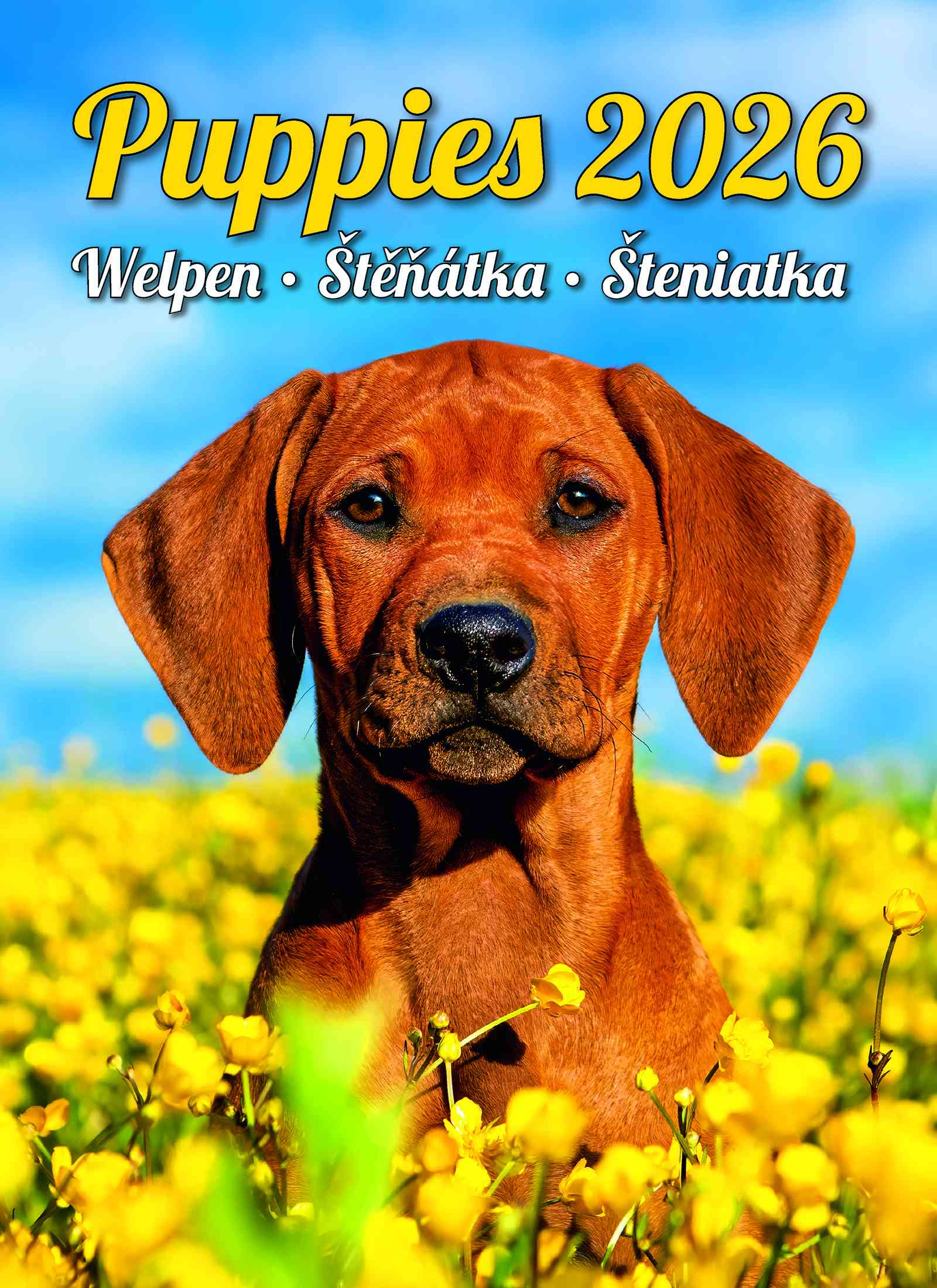 Wall calendars 2026 - Calendar Puppies
