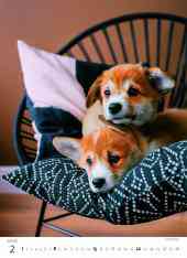 STANDARD - Calendar Puppies