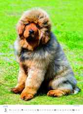 STANDARD - Calendar Puppies
