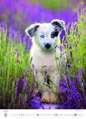STANDARD - Calendar Puppies