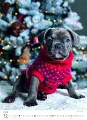 STANDARD - Calendar Puppies