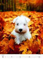 STANDARD - Calendar Puppies