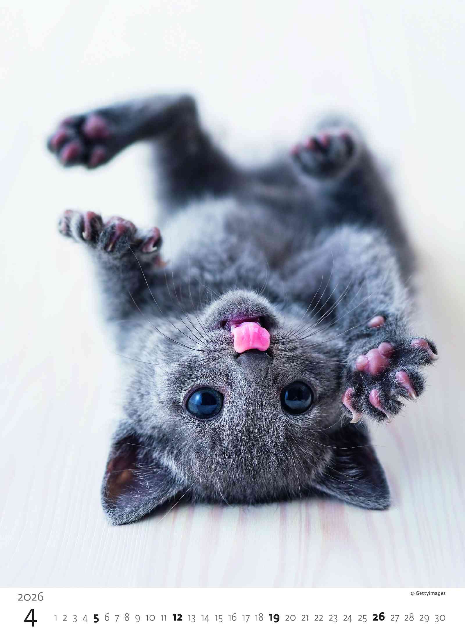 Wall calendars 2026 - Calendar Kittens