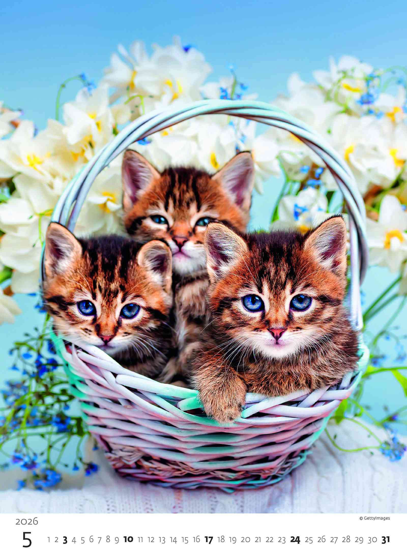 Wall calendars 2026 - Calendar Kittens