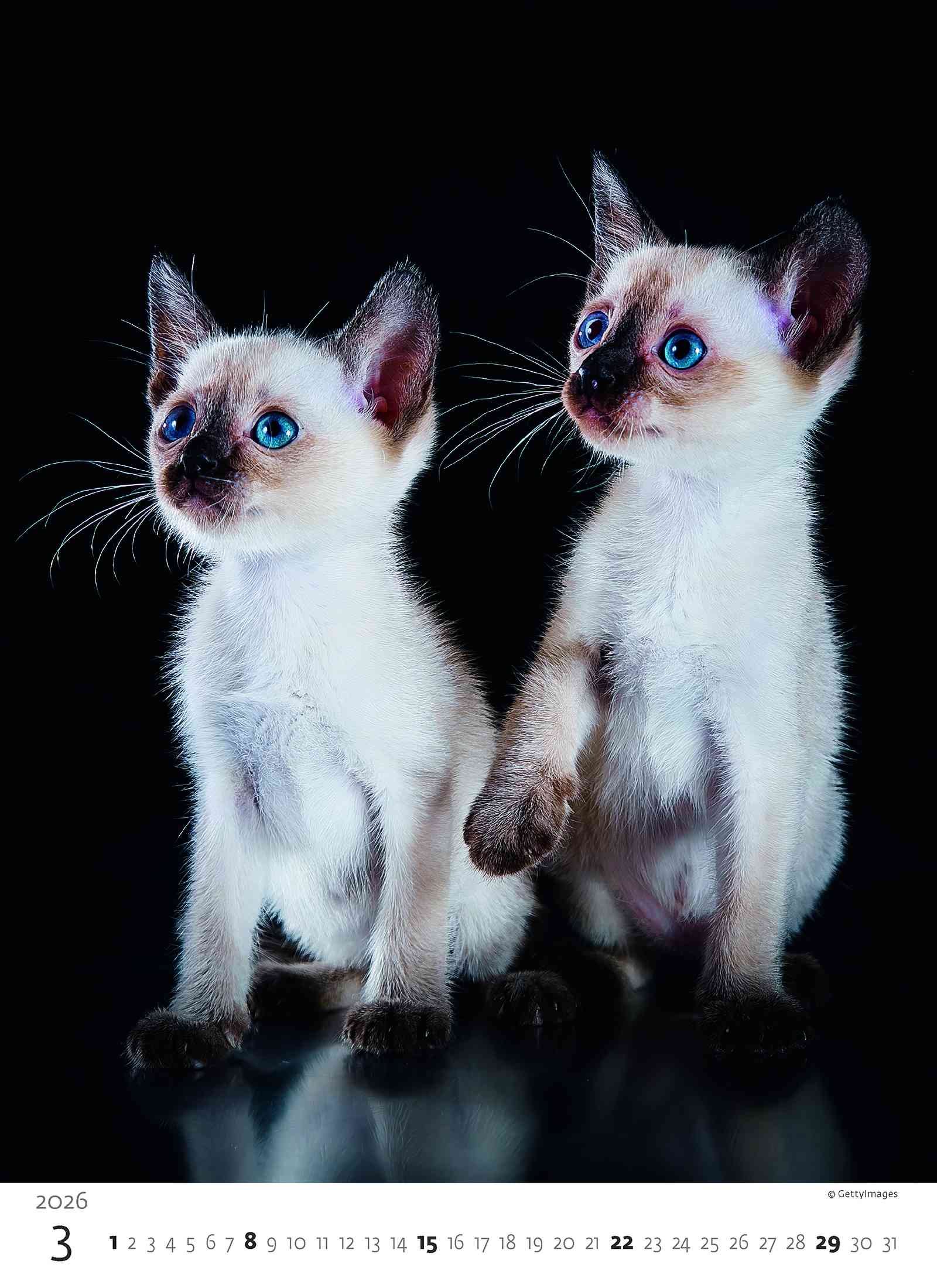 Wall calendars 2026 - Calendar Kittens