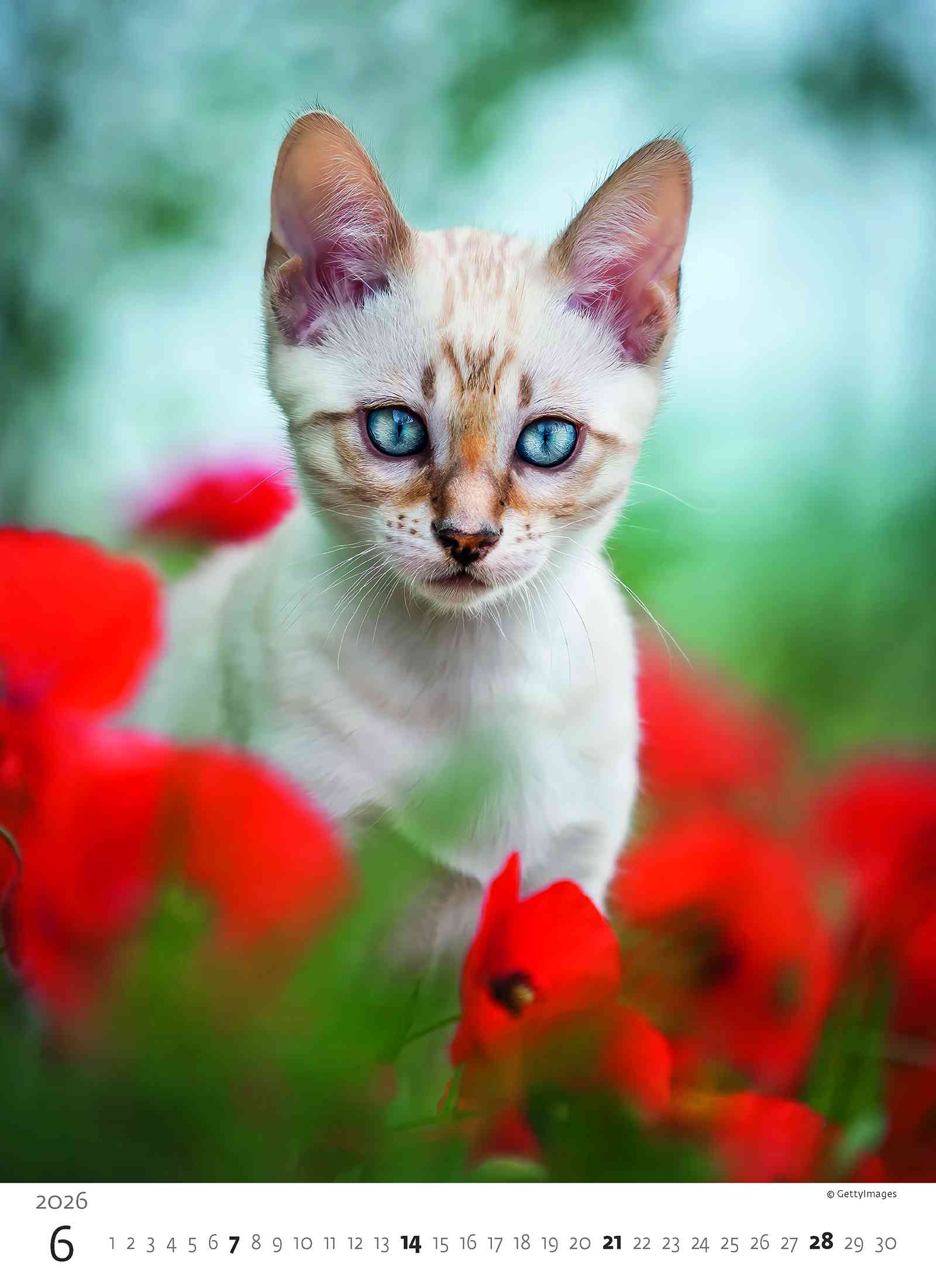 Wall calendars 2026 - Calendar Kittens
